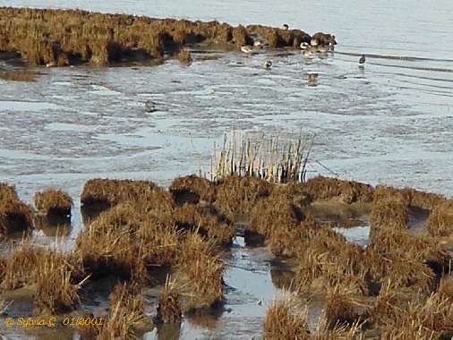 ducks in January.jpg