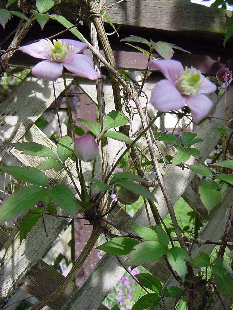 babyclematis.jpg