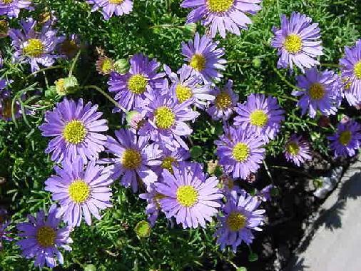Blue daisies.jpg
