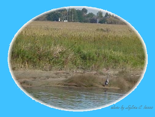 Heron.jpg