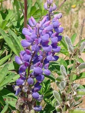 wild lupins
