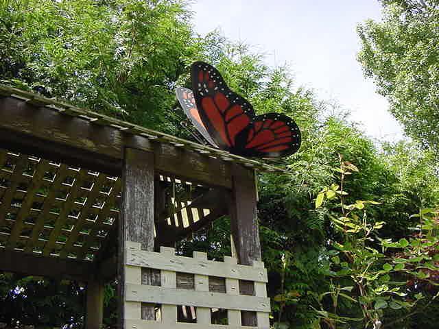 butterfly.jpg