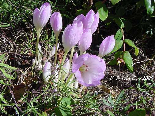 Fall crocus.jpg