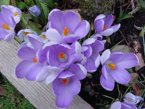 Deep lilac crocus