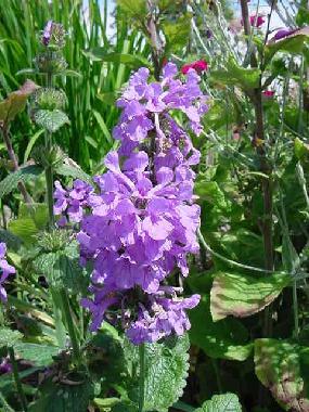 delphinium.jpg