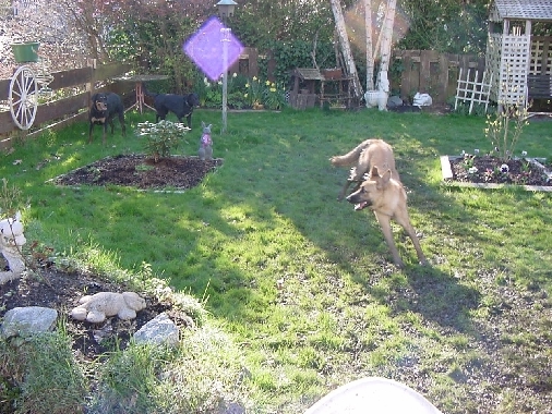 Dusty playing with his cousins