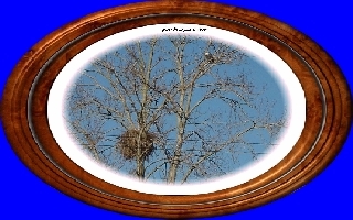 Eagle