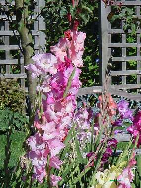 gladiolas.jpg