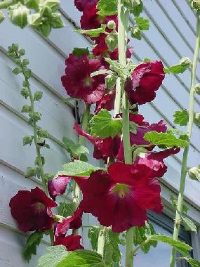 Hollyhock.jpg