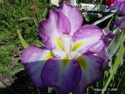 Japanese Iris.jpg