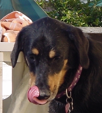Mauli 