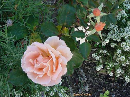 peachrose2292000.jpg