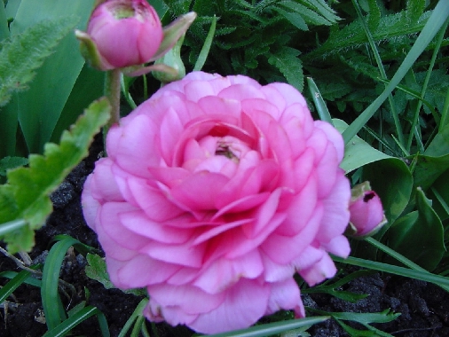 Pink rununculus 