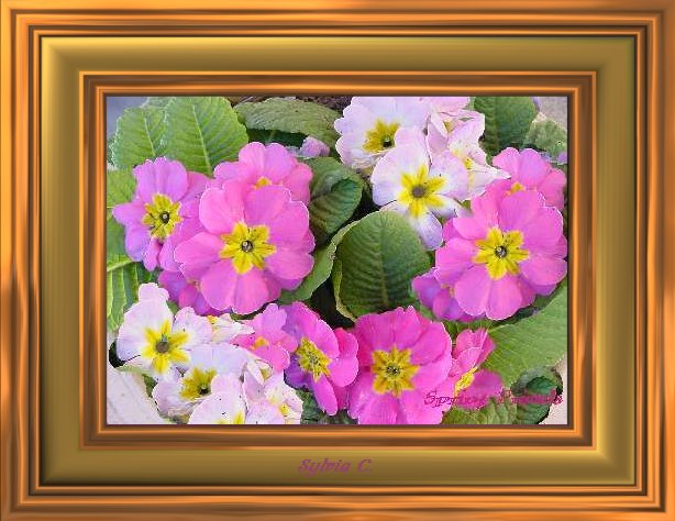 primula.jpg