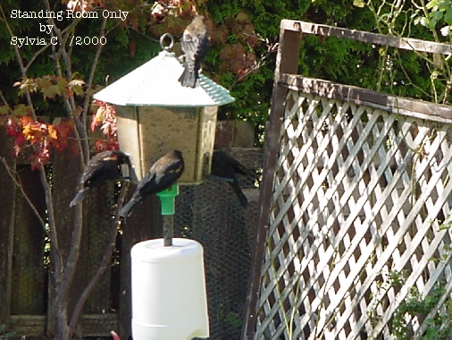 Red-Winged Blackbirds
