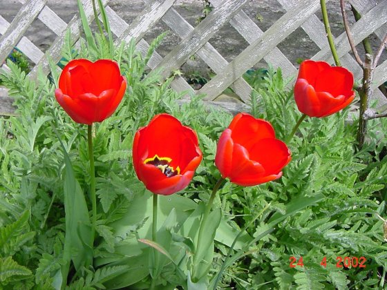 redtulips.jpg