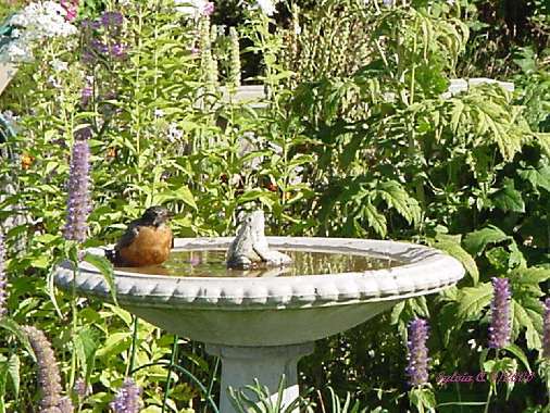 Robin bathing in afternoon sun.
