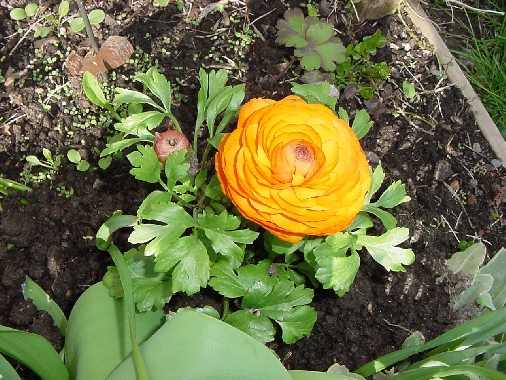 orange rununculus
