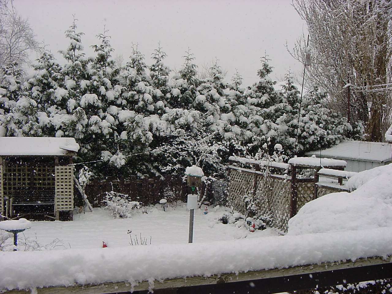 snowinbc.jpg