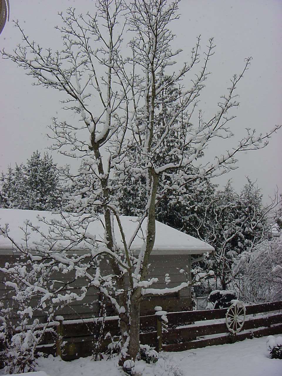 snowmaple.jpg