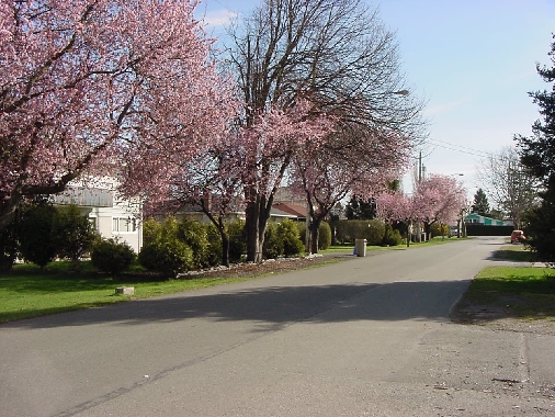 Spring Flowering trees