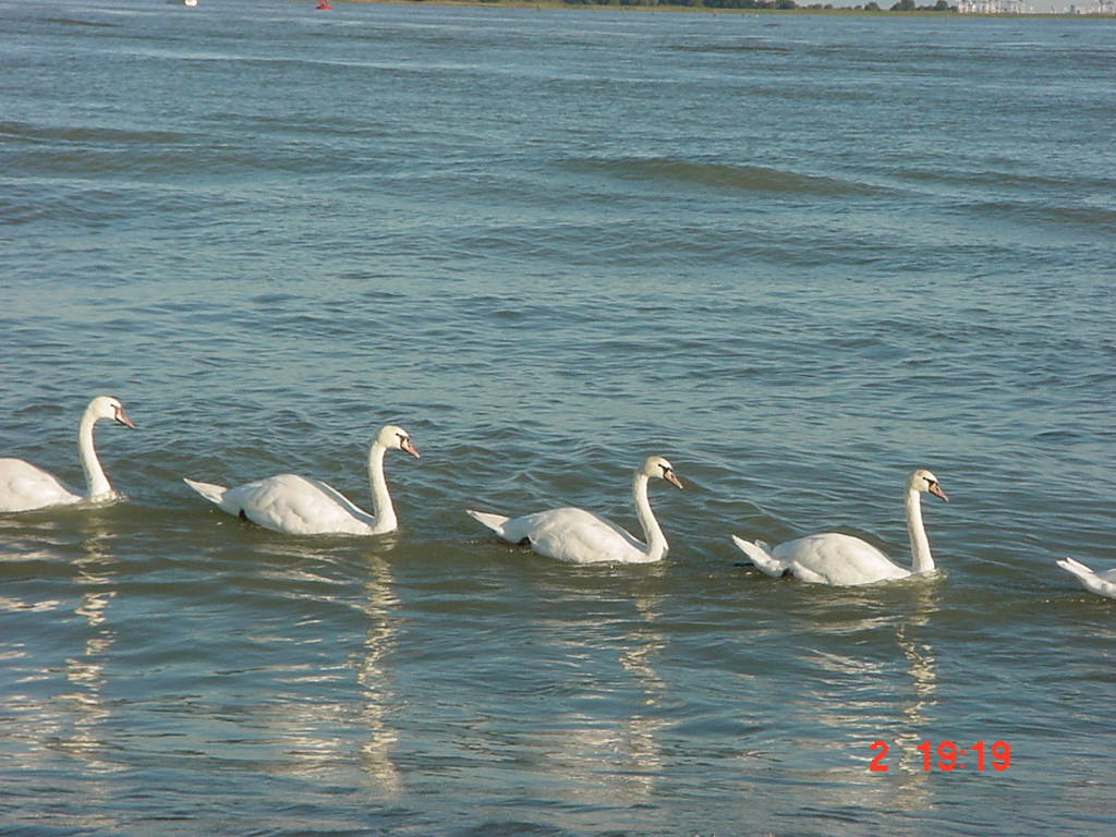 swans4.jpg