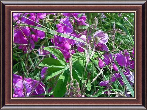 wild sweet peas