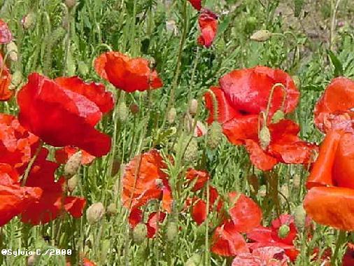 field of poppies