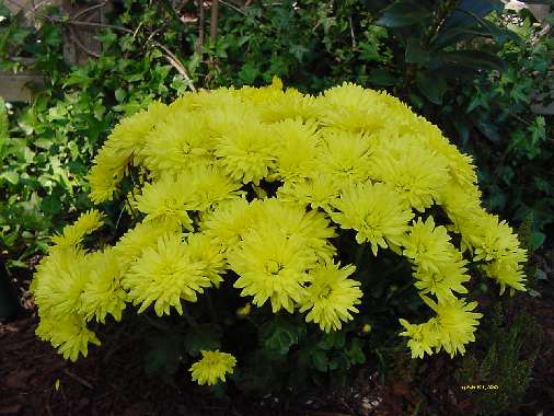yellow mums.jpg